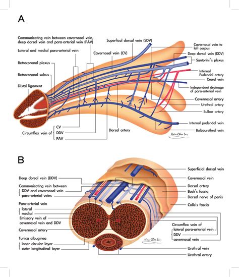 pic penise|The Penis: Anatomy and 3D Illustrations .